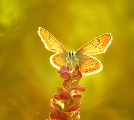 butterfly on flower