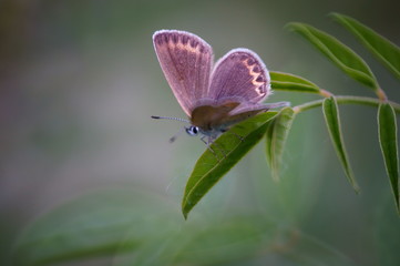 Beautiful pictures of butterflies in nature. Macrophotography of insects in nature. Beautiful natural background.