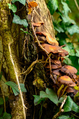 Autumnal mushrooms growing in the woods on a dead tree.