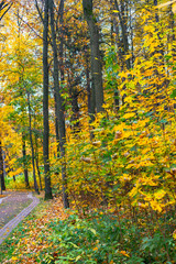 autumn in the park