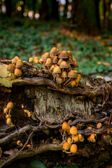 Autumnal mushrooms growing in the woods on a dead tree.