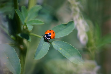 Fototapeta premium ladybug on green leaf