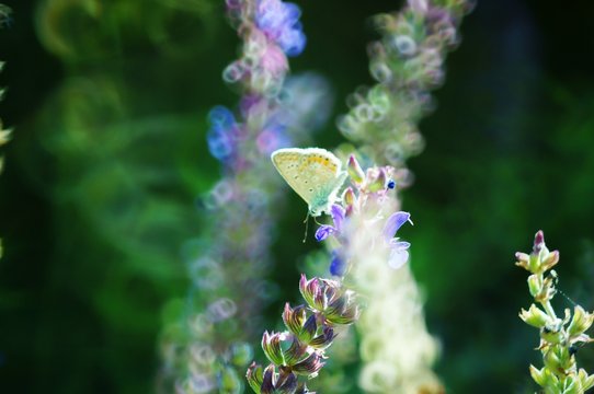 Beautiful pictures of butterflies in nature. Macrophotography of insects in nature. Beautiful natural background.