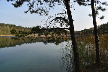 Obraz premium trees and the forest