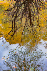 autumn leaves in the water