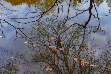 autumn leaves in the water