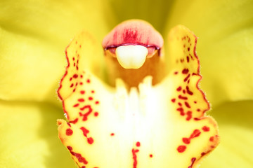 yellow cymbidium orchid