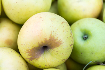 Freshly picked apples in a wooden crate. Big juicy apple, close-up. Macro. Freshly harvested. Great autumn background.