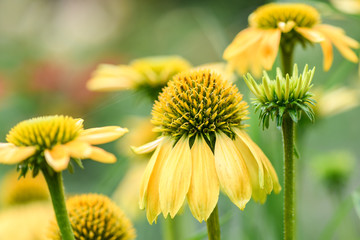 yellow cone flower Echinacea Sombrero 