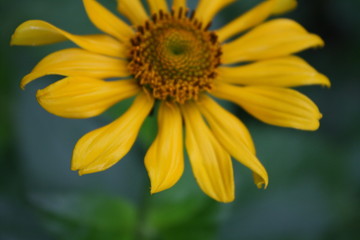 yellow flower