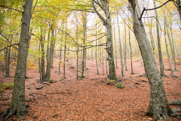 Beech forest in early autumn.