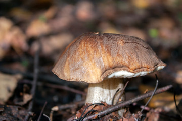 Mushroom with a brown hat in the autumn forest. Lonely mushroom lit by the bright sun in autumn. Mushroom closeup among branches and fallen foliage.