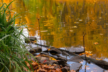 autumn leaves in the pond