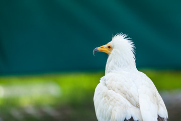 Haliaeetus vocifer