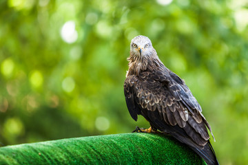 Milvus migrans