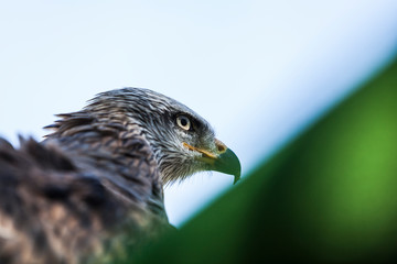 Milvus migrans