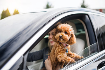 Young woman driver with a dog sitting in car, driving.