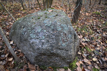 stone in the forest