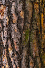 bark of a tree