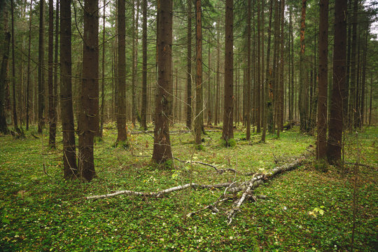 Landscape with fallen tree in the deep northern forest