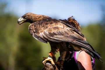 Aquila chysaetos