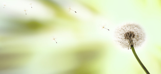 image of a dandelion and seeds coming off from it