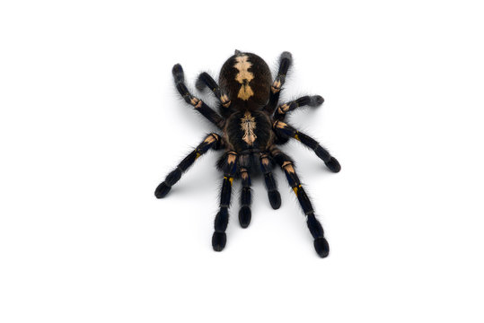 Gooty Sapphire Ornamental Tarantula Isolated On White Background