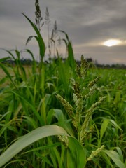 Fototapeta premium field of corn