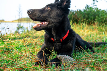 Portrait of Black German shepherd on green grass.