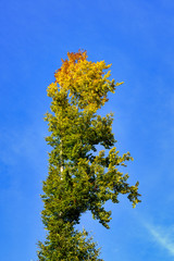 Autumn, colorful tree on blue sky