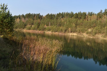 shore lake in forest