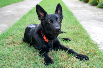 Portrait of Black German shepherd on green grass.