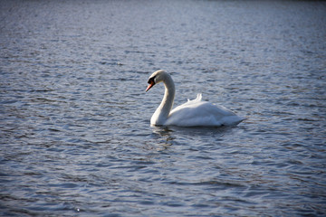 swan on the lake