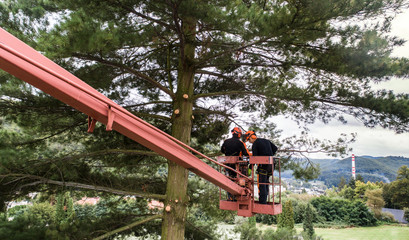 Arborist men with chainsaw and lifting platform cutting a tree.