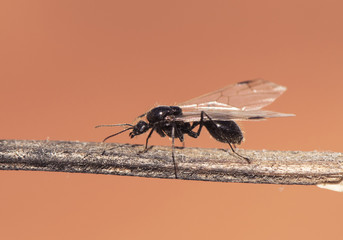 Winged ants usually emerge from the anthill after periods of rain followed by sunny days Camponotus species I think called alates swarmers or reproductives ants