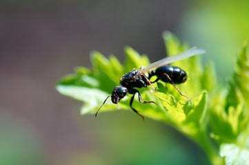 ant on flower