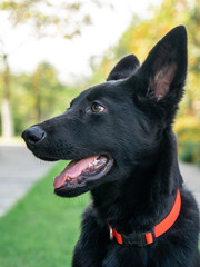 Portrait of Black German shepherd on green grass.