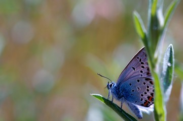 Beautiful pictures of butterflies in nature. Macrophotography of nature. Beautiful natural background.
