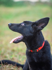 Portrait of Black German shepherd on green grass.