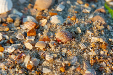 Seashells on the shore close-up.
