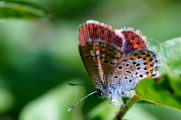 butterfly on flower