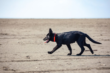Portrait of Black German shepherd on black sand beach.