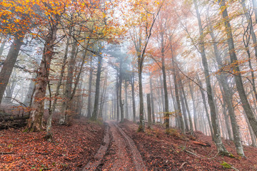 Foreste Casentinesi National Park, Italy