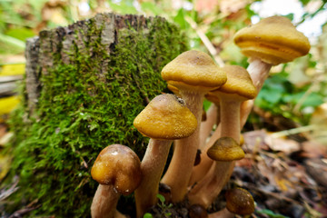 Fototapeta premium Armillaria mellea , a group of mushrooms grows on the tree stump