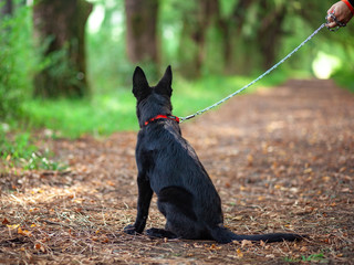 Portrait of Black German shepherd in the park.