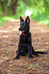 Portrait of Black German shepherd in the park.