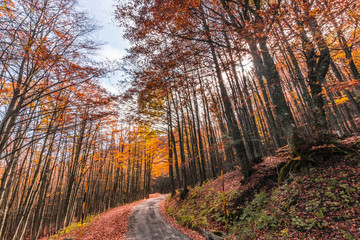 Foreste Casentinesi National Park, Italy