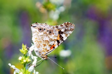 butterfly on flower