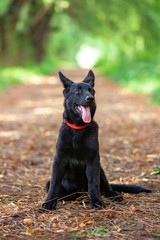 Portrait of Black German shepherd in the park.