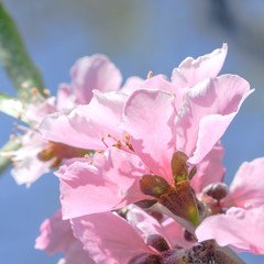 pink nectarine blossom